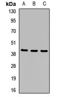 MTHFD2 Antibody
