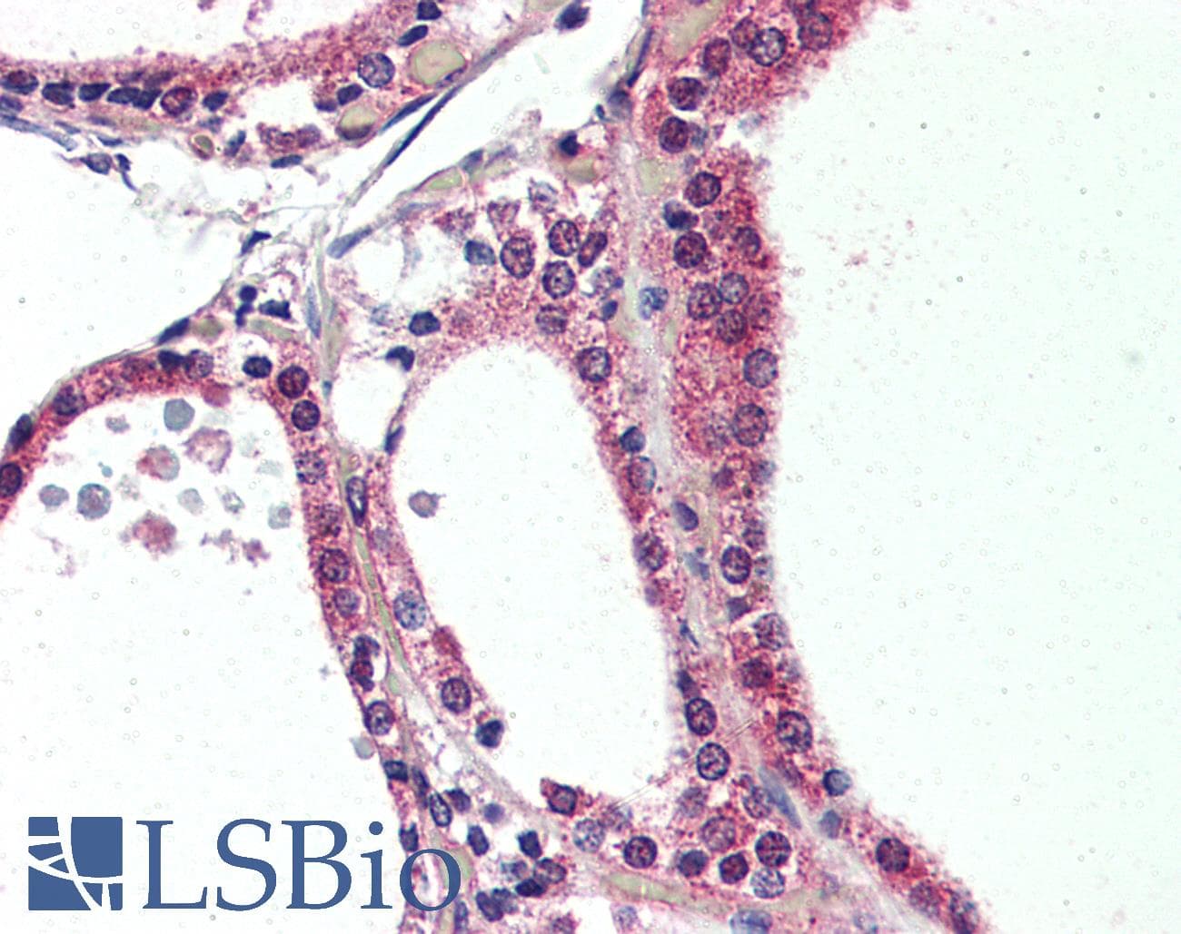 IHC-plus™ NR1D2 Antibody (Internal)