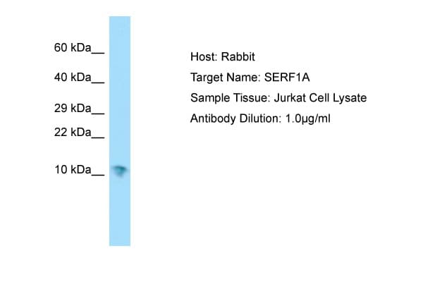 SERF1A / SERF1 Antibody (aa11-60)