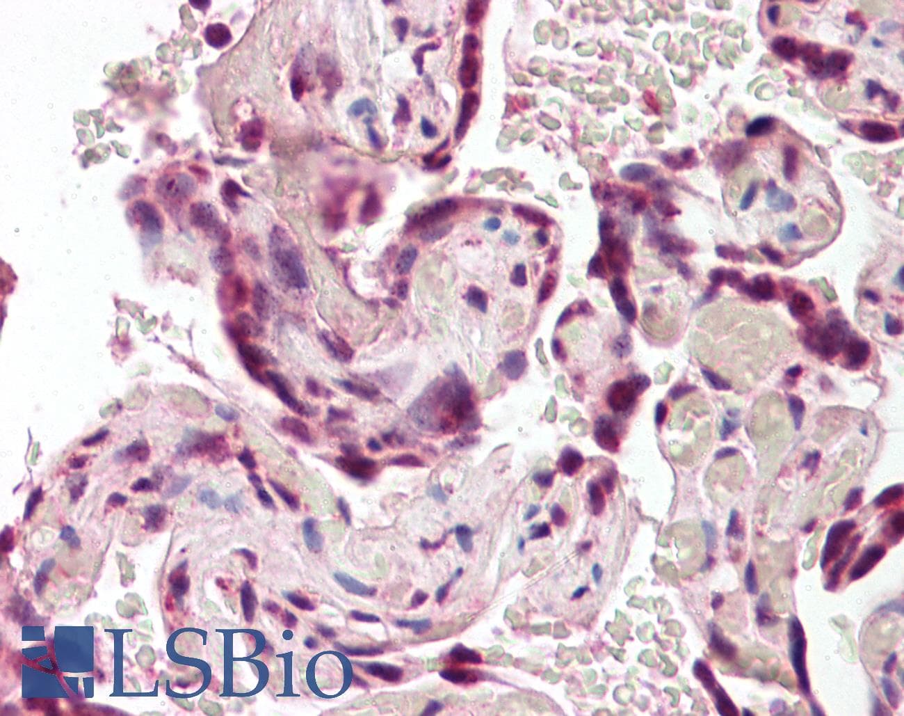 IHC-plus™ BAG4 / SODD Antibody (aa349-363)