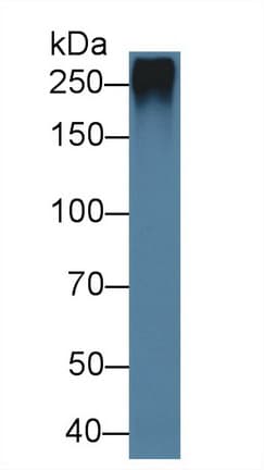 FBN1 / Fibrillin 1 Antibody (aa168-364, APC)