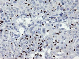 ZNF365 Antibody (clone OTI6D1)