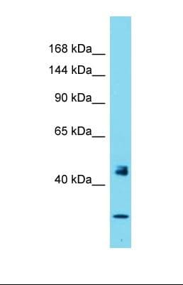 Polyclonal Rabbit anti-Human PER1 Antibody (N-Terminus, WB)