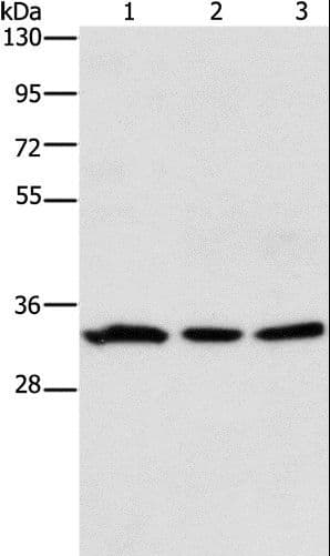 GPA33 / A33 Antibody