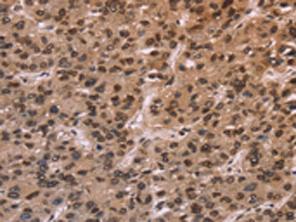 LMNB1 / Lamin B1 Antibody