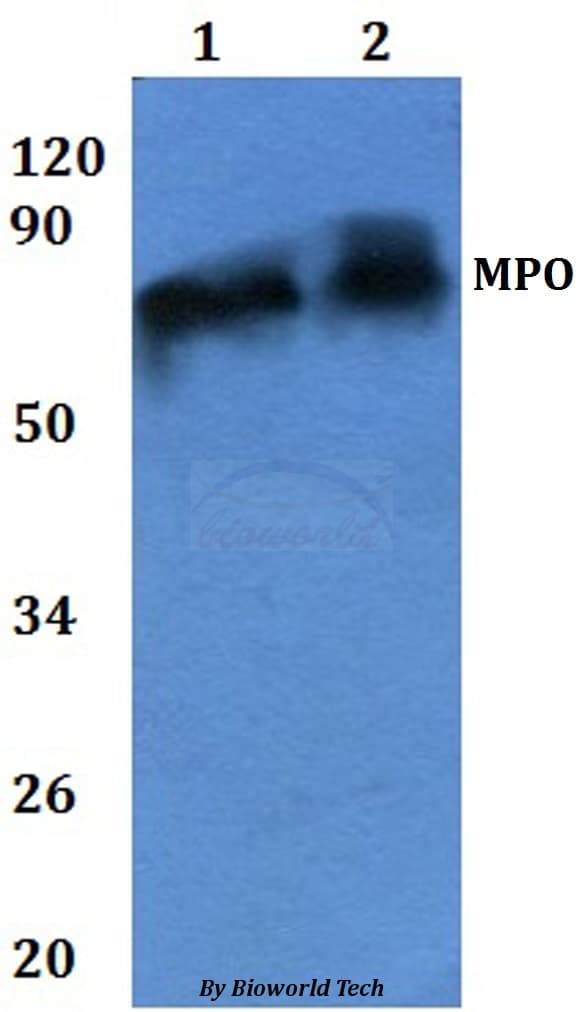 MPO / Myeloperoxidase Antibody