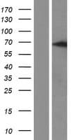 Cdc14 / CDC14A Protein (Over-Expression Lysate Myc-DDK (Flag))