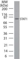 STAT1 Antibody (aa711-730)