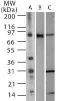 TLR2 Antibody (aa564-580)