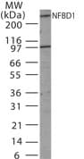 MDC1 Antibody (aa871-888)