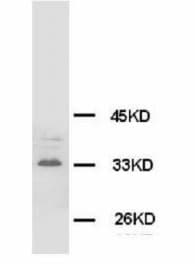 Monoclonal Mouse anti-Rat SYP / Synaptophysin Antibody (clone Syn-58, IHC, WB)