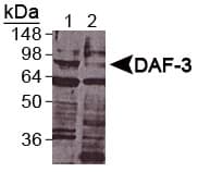 daf-3 Antibody (aa700-796)