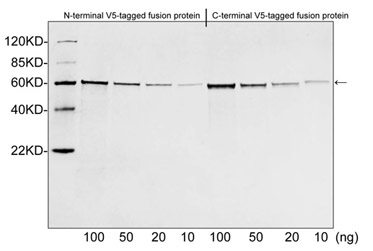 Polyclonal Rabbit V5 Tag Antibody (WB)