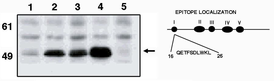 Monoclonal Mouse anti-Human TP53 / p53 Antibody (aa16-30, IF, WB)