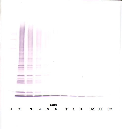 MIA2 Antibody