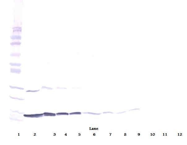 IFN Gamma / Interferon Gamma Antibody (Biotin)