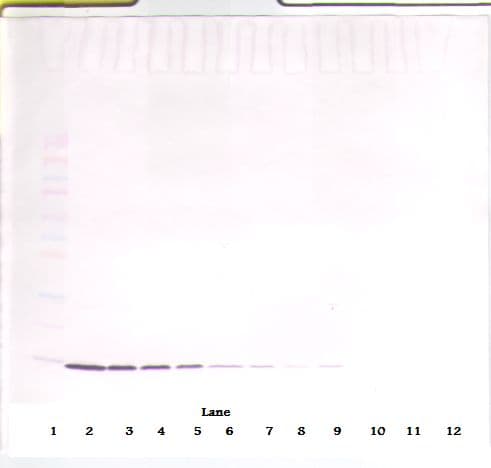 IL2 Antibody