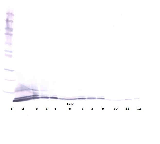CXCL5 Antibody (Biotin)