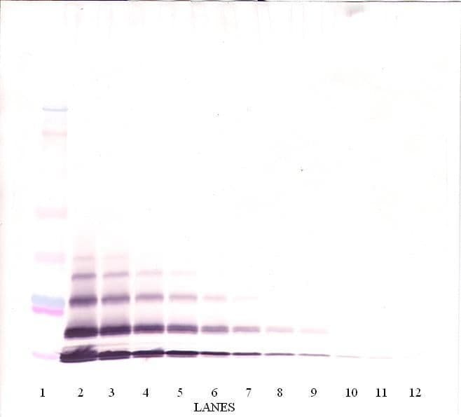 CXCL5 Antibody (Biotin)