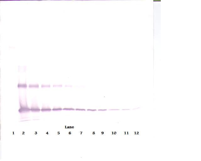 IL-33 Antibody