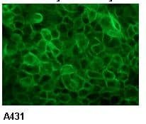 EGFR Antibody (clone 6F1)