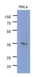 CDK4 Antibody (clone AT6D10)