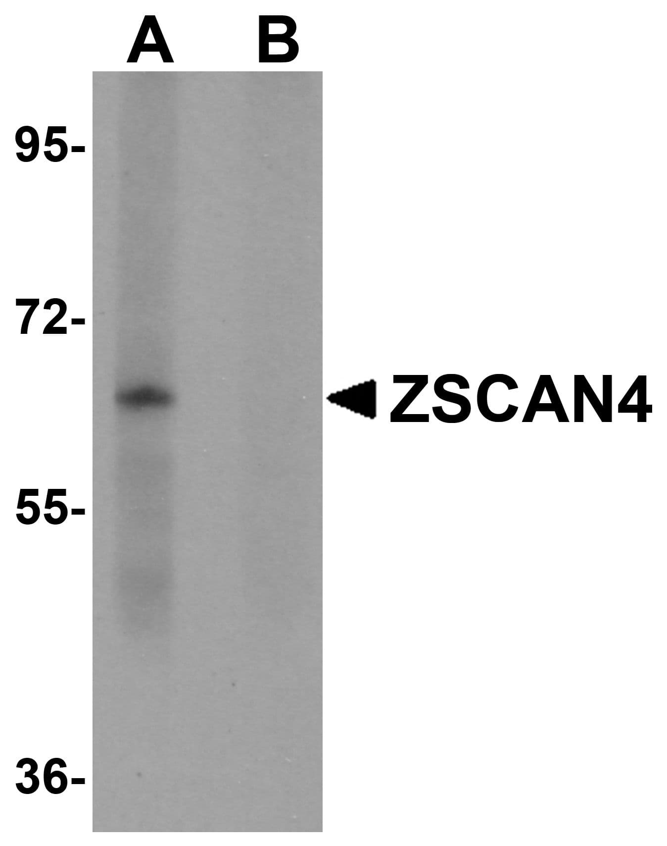 IHC-plus™ LYRM2 Antibody