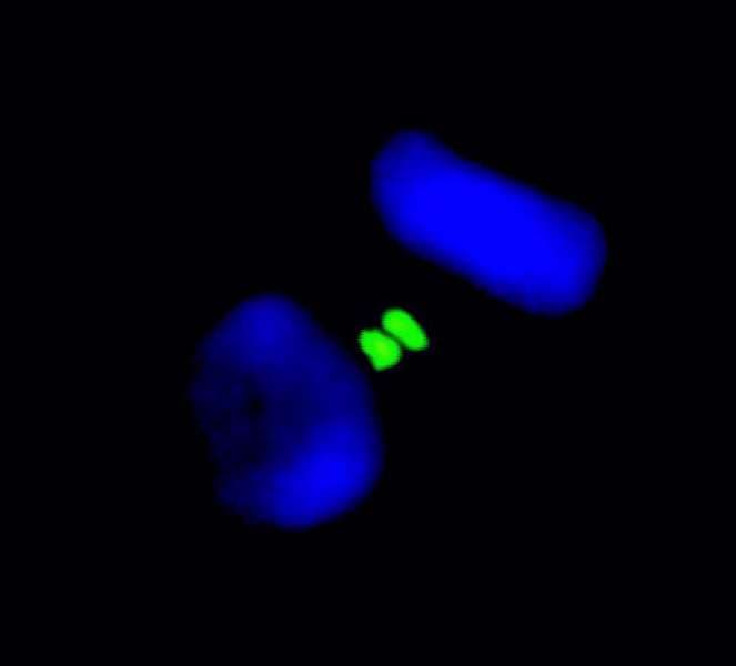 AURKB / Aurora-B Antibody (aa300-C-term)