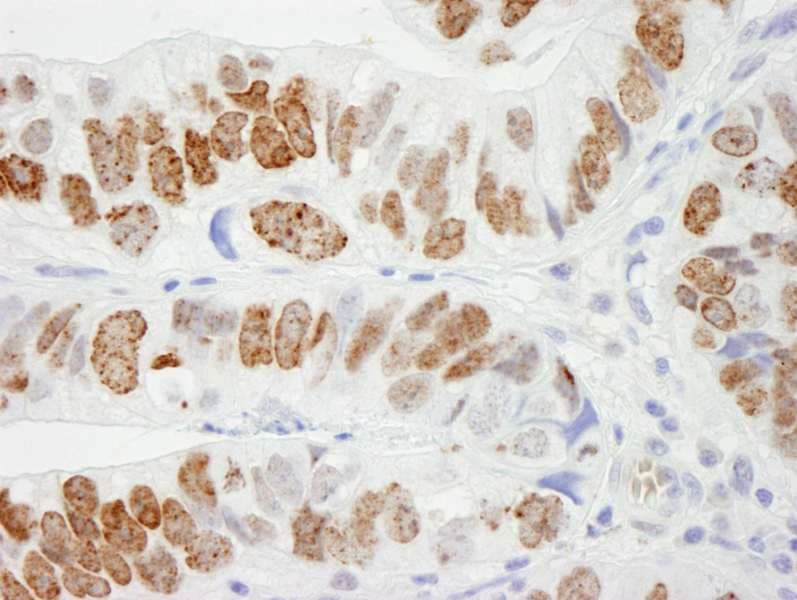 H2AFX / H2AX Antibody (C-Terminus)