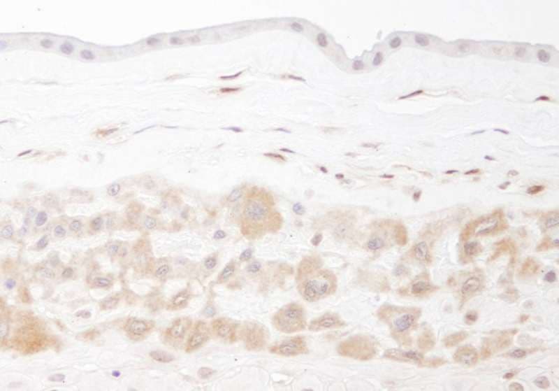 NAMPT / Visfatin Antibody (aa400-450)