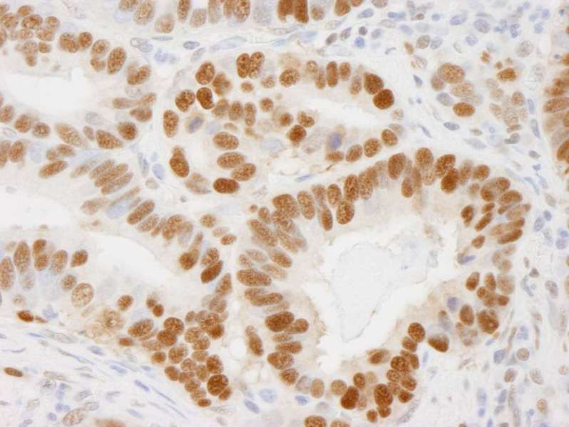 PCNA Antibody (aa225-C-term)