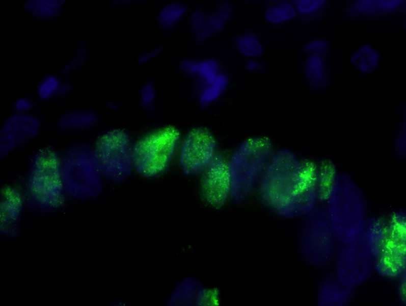 PCNA Antibody (aa225-C-term)