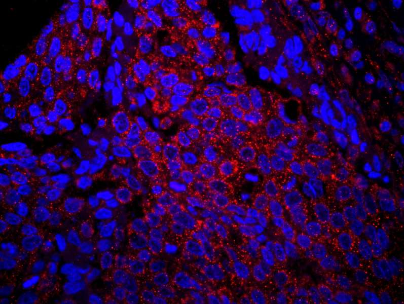 IRS1 Antibody (aa1192-1242)