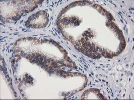 PON1 / ESA Antibody (clone OTI1F7)