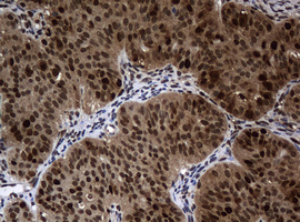 PCNA Antibody (clone OTI3F11)