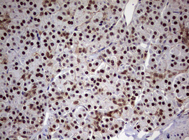 USP44 Antibody (aa420-712, clone OTI1D1)