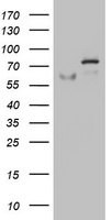 OAS2 Antibody (aa60-335, clone OTI4B11)