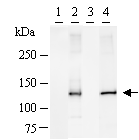 GTF3 / GTF2IRD1 Antibody (clone GTF5I102)