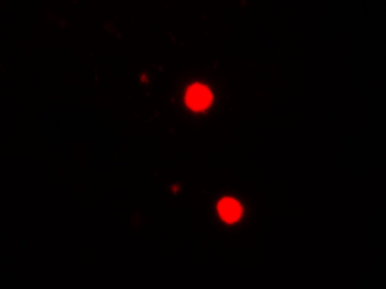 SOX17 Antibody