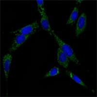 Monoclonal Mouse anti-Human HSPA6 / HSP70B' Antibody (clone 5A6, IHC, IF, WB)