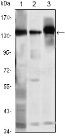 SMC1A / SMC1 Antibody (clone 5B6)