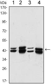 Monoclonal Mouse anti-Human PRMT6 Antibody (clone 4G2, WB)