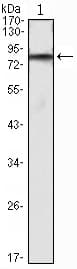 ihog Antibody (clone 3G8)