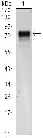 FLT4 / VEGFR3 Antibody (clone 4H4)