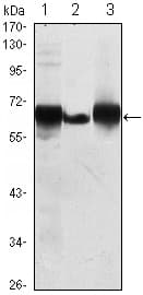 Monoclonal Mouse anti-Human PLAP / Alkaline Phosphatase Antibody (clone 3E5, IHC, WB)