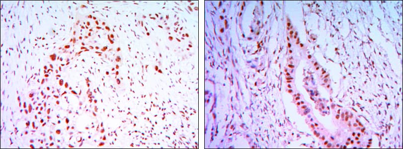 Monoclonal Mouse anti-Human CDC27 Antibody (clone 5C12, IHC, WB)
