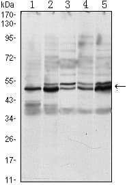 SMAD3 Antibody (clone 5G11)