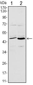 Monoclonal Mouse anti-Human CD86 Antibody (clone 1B3, WB)