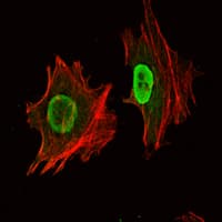 Monoclonal Mouse anti-Human POU5F1 / OCT4 Antibody (clone 7E7, IF, WB)
