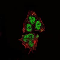 SOX2 Antibody (clone 10F10)
